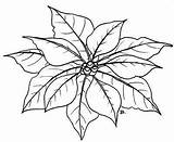 Poinsettia Nochebuenas Patterns Seleccionar Imprimir Clipground sketch template