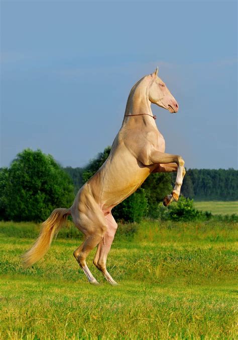 akhal teke revealing  worlds  beautiful horse breed