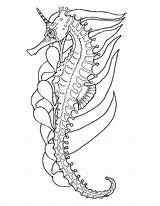 Seahorse Seahorses sketch template