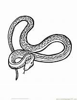 Snake Coloring Pages Kids Printable Color King Cobra Print Library Clipart Reptile Popular sketch template