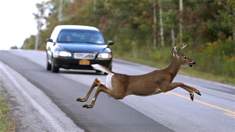 Here’s How Likely You Are To Crash Into A Deer Based On
