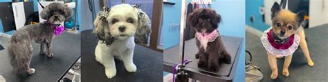 spa scent   month colorado springs dog groomer