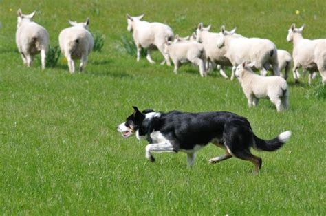 herding dog brings sheep home  bark