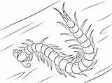 Scolopendra Cienpies Centipede Mutilans Subspinipes Milpies Cabeza Millepiedi Disegnare sketch template