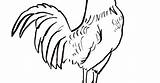 Rooster Clipartmag sketch template