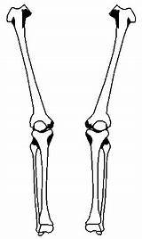 Skeleton Leg Clipartbest sketch template