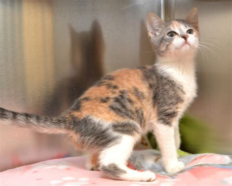 dilute calico tabby color genetics