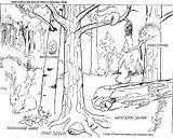Floresta Deciduous Bosques Selva Forests Paisajes Paisaje Wald Pine Fascinating Migratory Alma Ecosystem Florestas Rainforest Paisagem Temperate Metnet Colorironline Childrencoloring sketch template