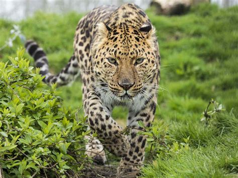 leopard endangered species
