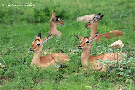 rooibokke impala kruger national park kruger national p flickr