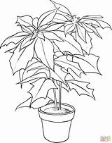 Poinsettia Coloring Pages Christmas Flower Printable Drawing Color Print Kids Clipart Pot Silhouettes sketch template