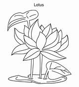 Lotus Flower Coloring Growing Flowers Pages Stencils Color Kids sketch template