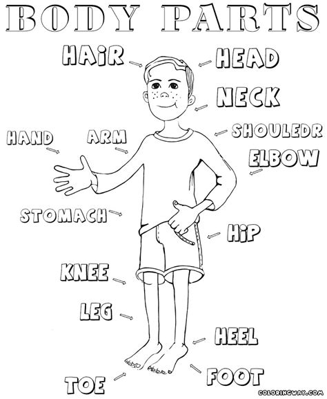 ideas body parts coloring pages  toddlers home family