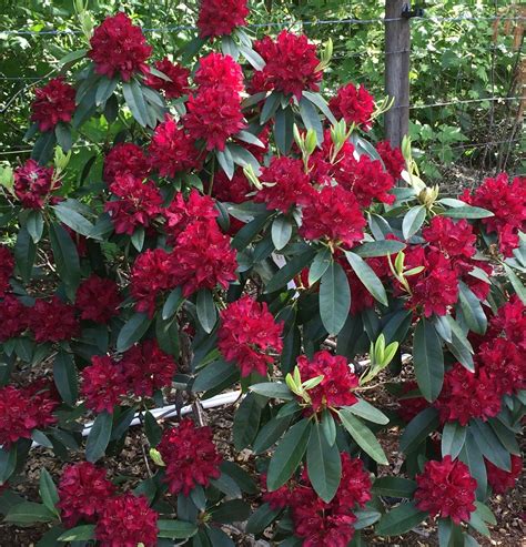 henrys red rhododendron rainier rhododendrons trees  plant unusual plants season plants