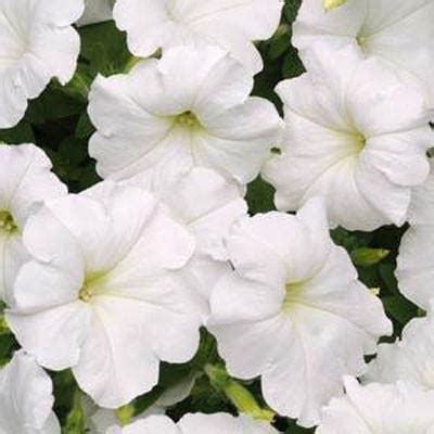 petunia easy wave white beds borders