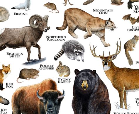 Mammals Of Wyoming Poster Print Wyoming Mammals Field Guide Etsy