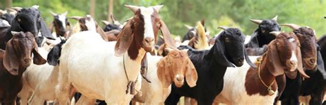 7 signs it s goat breeding season homesteading tips