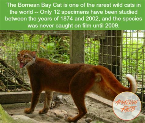 amazing wildlife facts photopostsblogcom