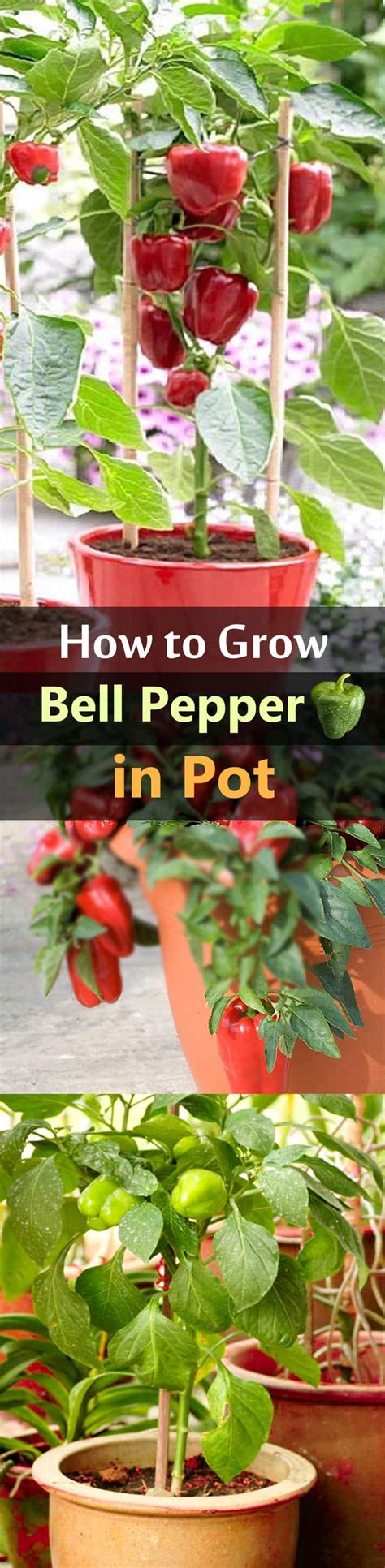 growing bell peppers  pots   grow bell peppers  containers