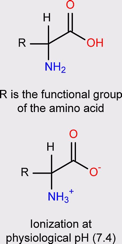 estas son las estructuras de aminoacidos