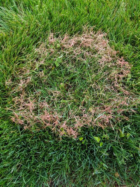 turf alert red thread    lawn doctor  south shore