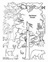 Forest Coloring Deciduous Animals Pages Rainforest Tundra Drawing Biome Printable Trees Habitat Ecosystem Tropical Clipart Labeled Draw Habitats Biomes Animal sketch template