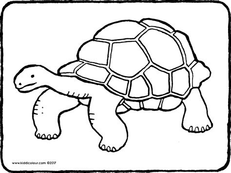 tortoise coloring page  getdrawings