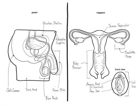 Male And Female Reproductive Systems Harder To Label For