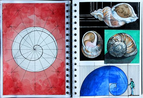 spirals continuing  shellgeometry sketchbook   flickr