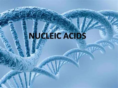 nucleic acid nucleic acid chemical compound britannica
