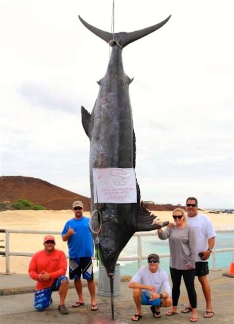 1 305 pound blue marlin is largest ever caught by a woman a probable