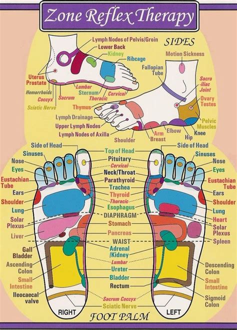 Foot Reflexology Chart Foot Reflexology Chart Essential