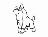 Wolf Grey Coloring Coloringcrew sketch template
