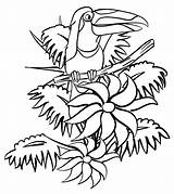 Tucan Dibujo Rainforest Tropicales Animales Colorir Boyama Atlantic Cucaluna Toucan Insetos Sinif Desenhos Exótico às Tucano sketch template