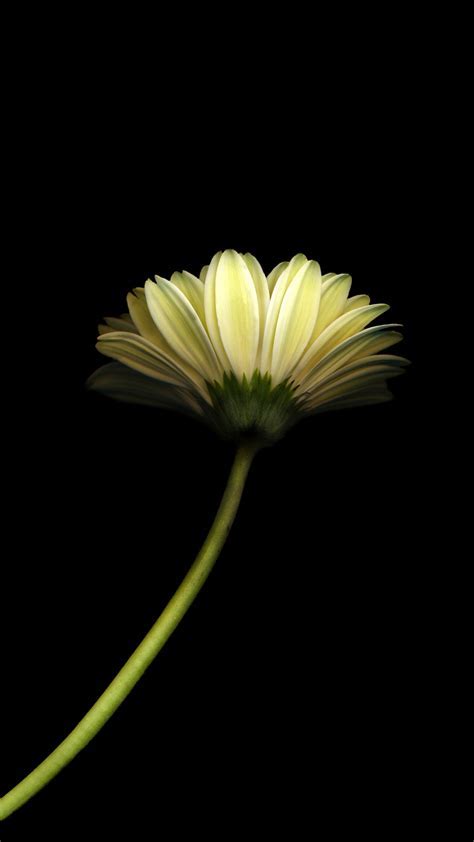 Minimal Flower Dark Android Wallpaper free download