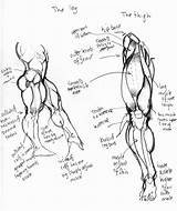 Leg Anatomy Muscles Drawing Jebriodo Deviantart Getdrawings sketch template