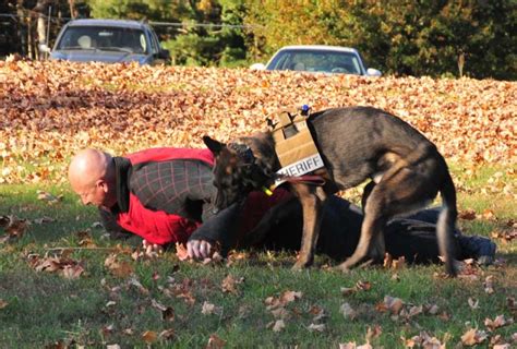 K 9 Division Yancey County Sheriff S Office