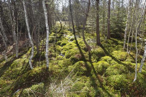 peat moss   perfect growing medium  cannabis