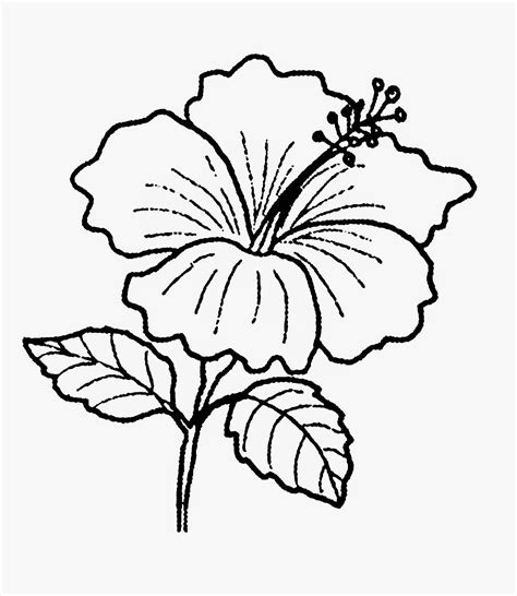 gambar bunga raya gambar pohon hitam putih clipart