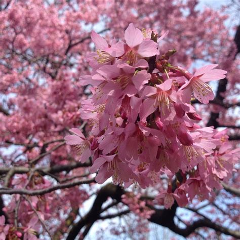 prunus okame flowering cherry tree