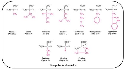 draw  structure     polar amino acid biology