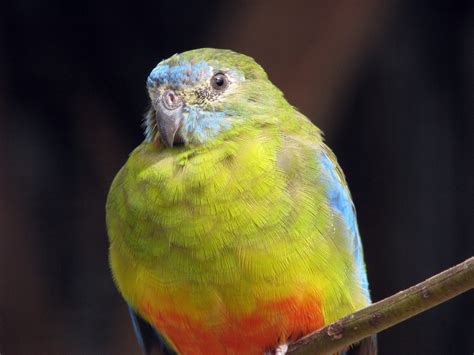 potentially  risk  orange bellied parrots population topped      decade