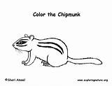 Chipmunk Coloring Eastern Pdf Exploringnature sketch template