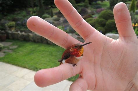 fascinating    bee hummingbird  worlds smallest bird