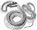 Snake Skeleton Backbone Drawing Getdrawings sketch template