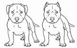 Pitbull Puppy Coloringtop sketch template