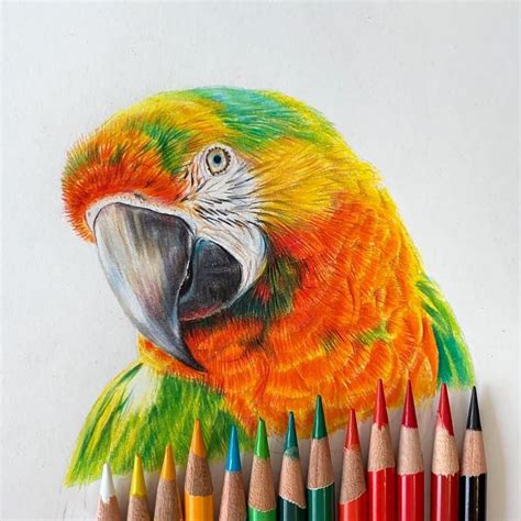 awesome colored pencil drawings   started working  color      stop