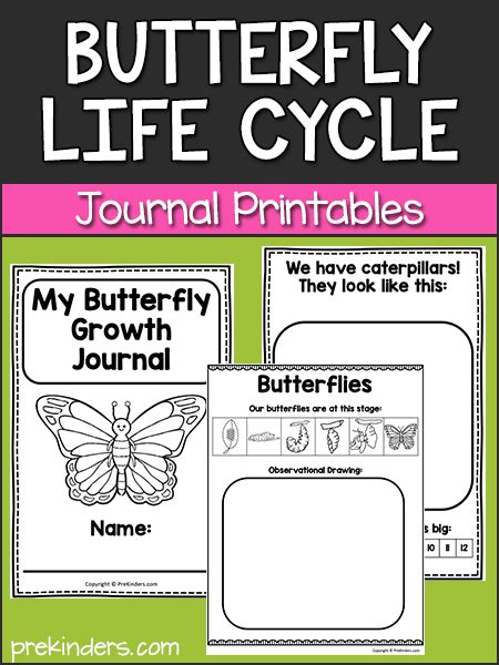 butterfly life cycle printables prekinders