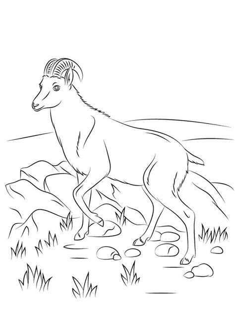 printable goat coloring pages  kids animal coloring pages