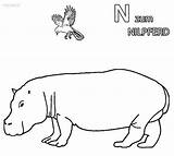 Nilpferd Ausmalbilder Hippo Ausdrucken Cool2bkids Malvorlagen sketch template